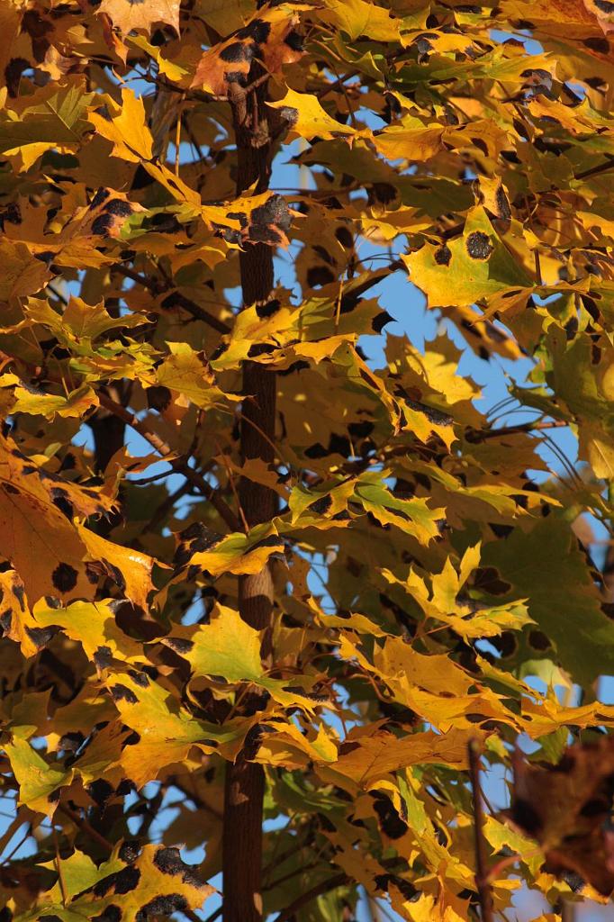 P�vodn� obr�zek