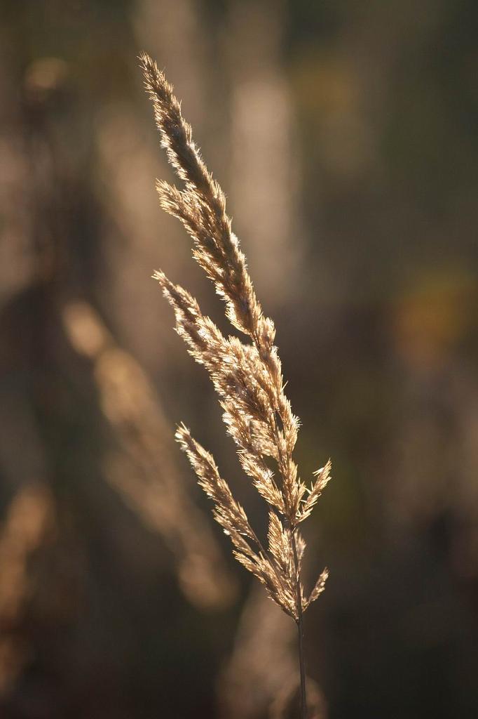 P�vodn� obr�zek