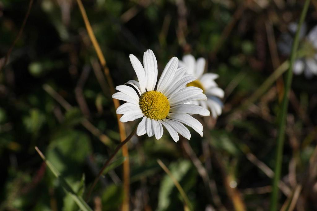 P�vodn� obr�zek