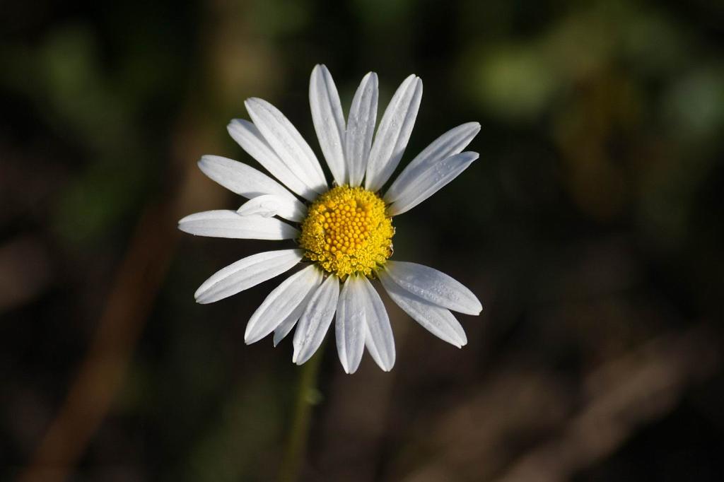 P�vodn� obr�zek