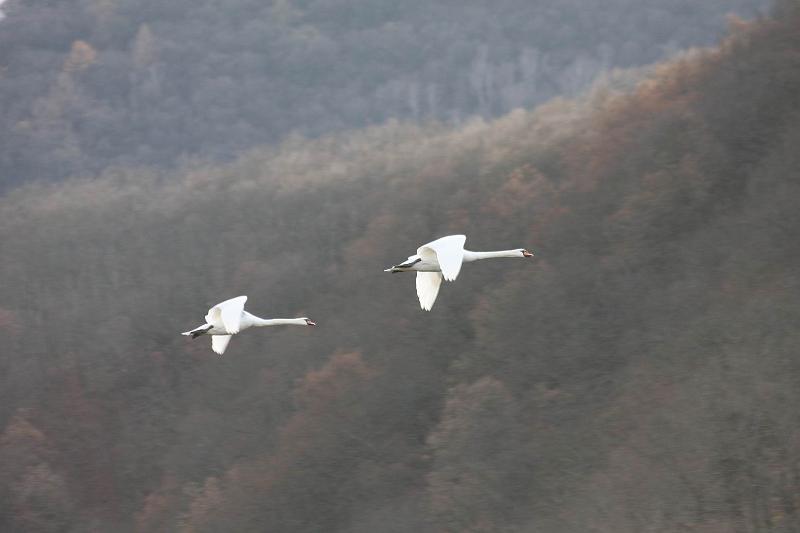 Pvodn obrzek