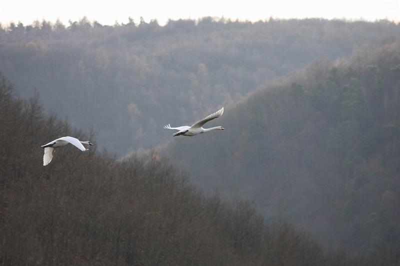 Pvodn obrzek