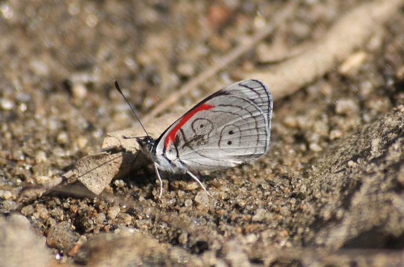 IMG_9682a.jpg