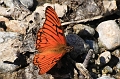 IMG_8759a