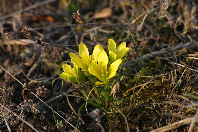 Pvodn obrzek