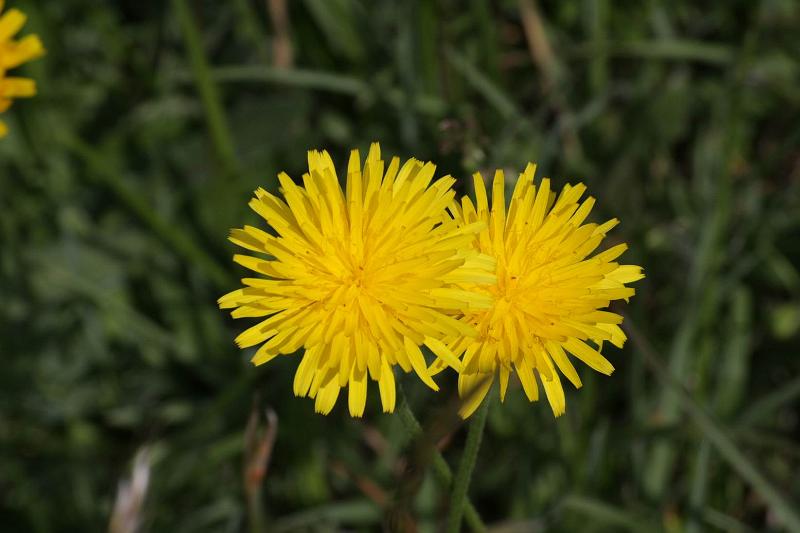 Pvodn obrzek