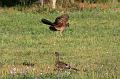 IMG_1060a