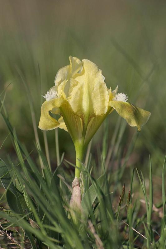 Pvodn obrzek