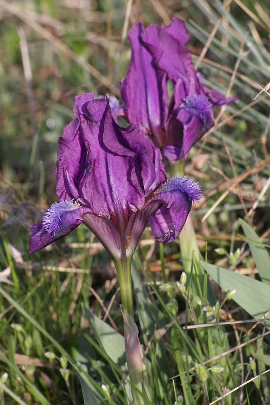Pvodn obrzek