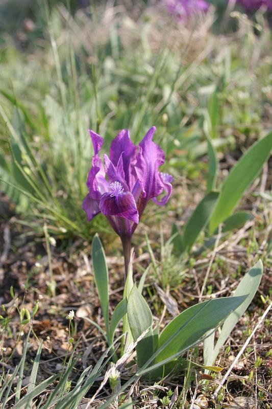Pvodn obrzek