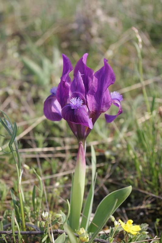 Pvodn obrzek