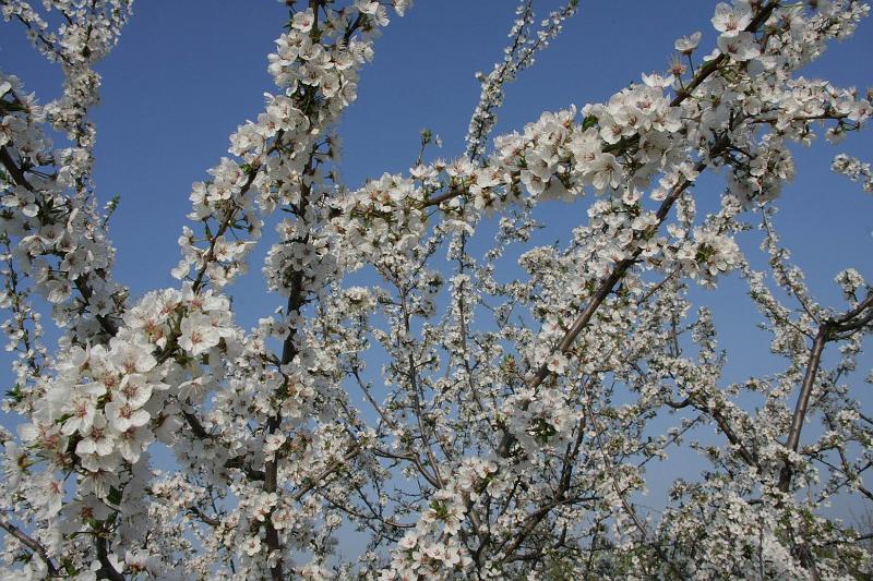 Pvodn obrzek