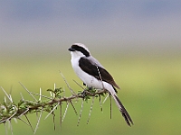 D69A9533 resize